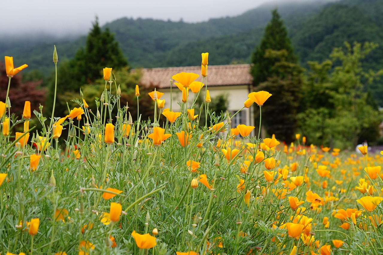 实名支付宝买卖:详情下载教程新闻app详情下载教程